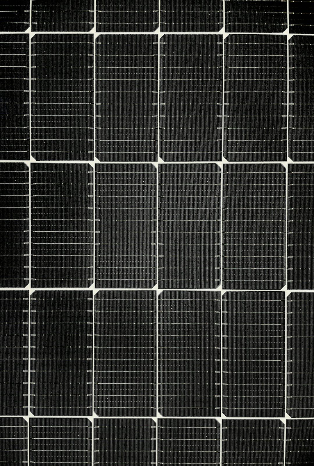 Solar panels with native plants growing underneath